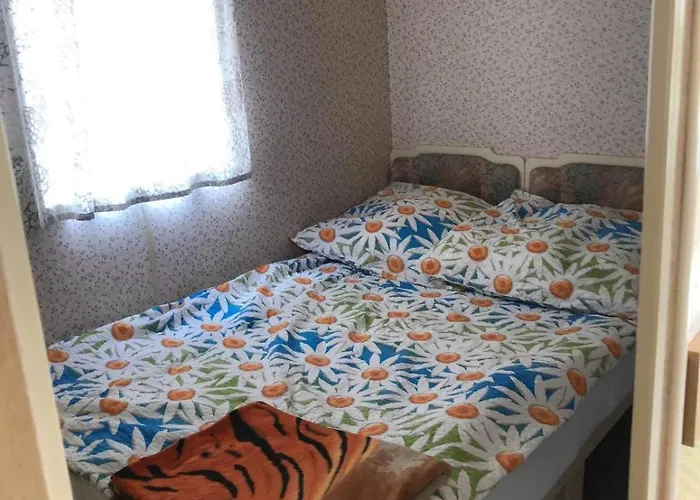 Holenderki Wiki Chlapowo